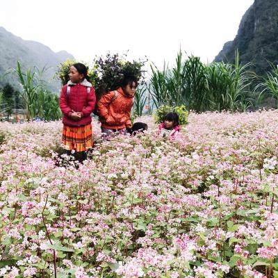 Check-in mùa hoa cỏ cuối năm dọc đất nước 7