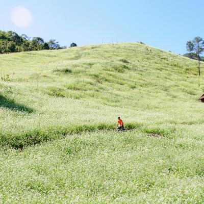 Check-in mùa hoa cỏ cuối năm dọc đất nước 6