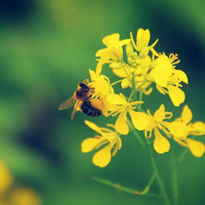 Check-in mùa hoa cỏ cuối năm dọc đất nước 5