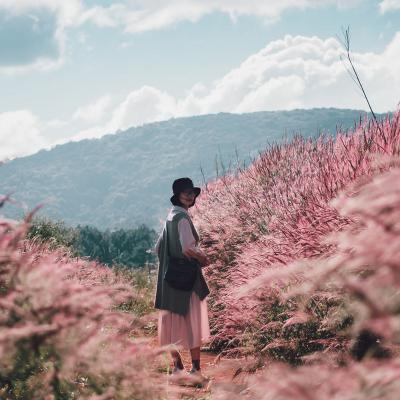 Check-in mùa hoa cỏ cuối năm dọc đất nước